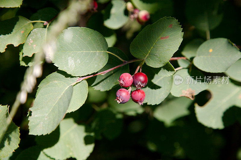 萨斯卡通浆果(Amelanchier alnifolia)的一个分支上的果实。